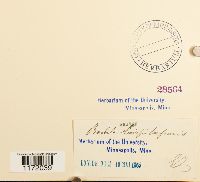 thumbnail image of current specimen