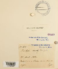 Thumbnail image of current specimen