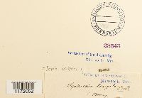 Thumbnail image of current specimen