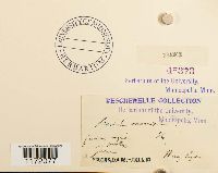 thumbnail image of current specimen