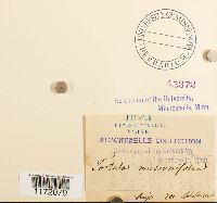 Tortula mucronifolia image