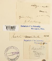 Thumbnail image of current specimen