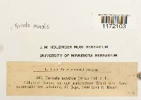 Tortula muralis image