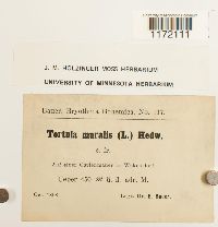 Tortula muralis image