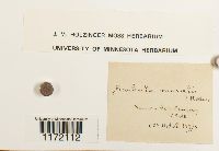 Tortula muralis image