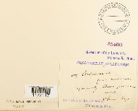 Tortula muralis image