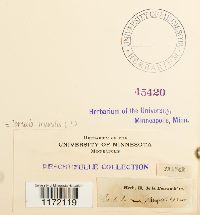 Tortula muralis image