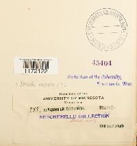 Tortula muralis image