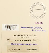 Tortula muralis image