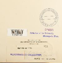 Tortula muralis image