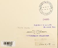 Tortula muralis image
