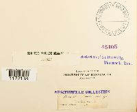 Tortula muralis image