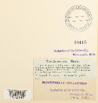 Tortula muralis image