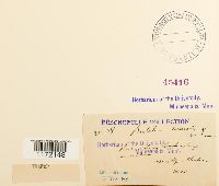 Tortula muralis image