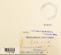 Tortula muralis image