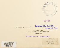 Tortula muralis image