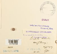Tortula muralis image