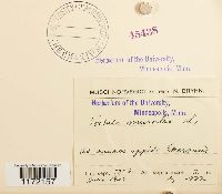 Tortula muralis image