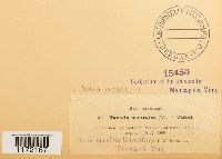 Tortula muralis image