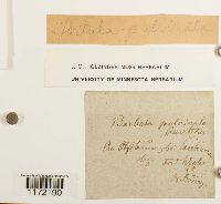 Tortula virescens image