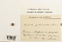 Tortula virescens image