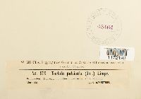 Tortula virescens image