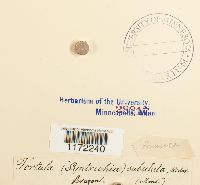 Tortula subulata image