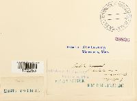 thumbnail image of current specimen