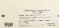 Tortula muralis image