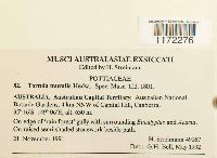 Tortula muralis image