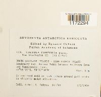 Syntrichia princeps image