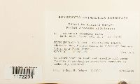 Syntrichia princeps image