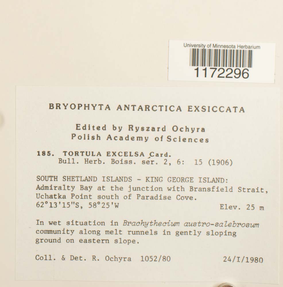 Syntrichia filaris image