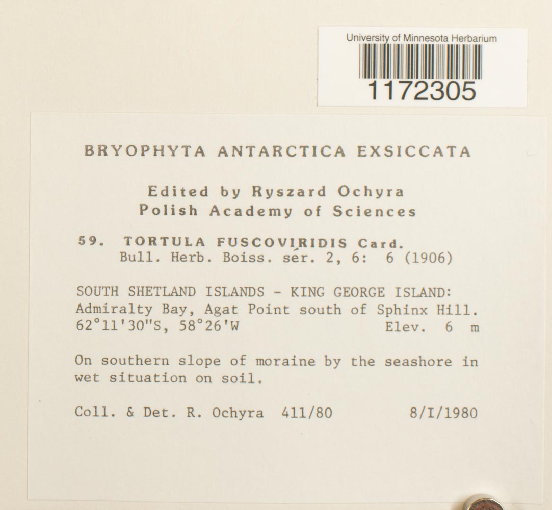 Syntrichia saxicola image