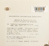 Syntrichia princeps image