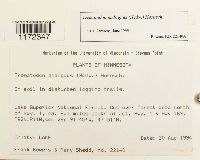 Trematodon ambiguus image