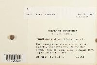 Trematodon ambiguus image