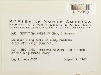 Trematodon ambiguus image