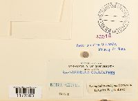 Trematodon ambiguus image