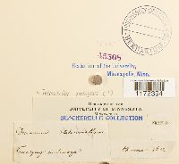 Trematodon ambiguus image