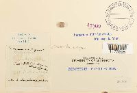 Trematodon ambiguus image