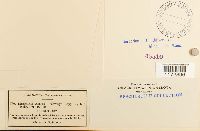 Trematodon ambiguus image