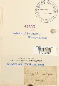 Trematodon ambiguus image