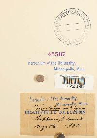 Trematodon ambiguus image