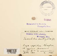 Trematodon ambiguus image