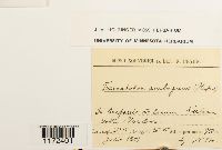 Trematodon ambiguus image