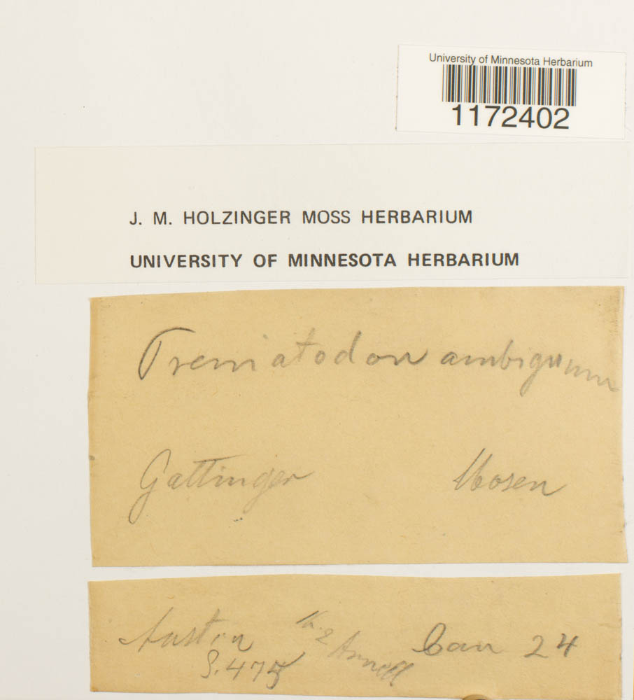 Trematodon ambiguus image