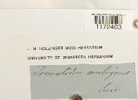 Trematodon ambiguus image