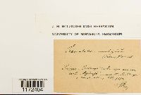 Trematodon ambiguus image