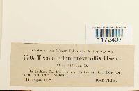 Trematodon ambiguus image